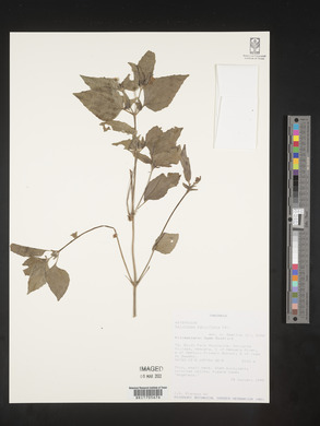 Galinsoga parviflora image