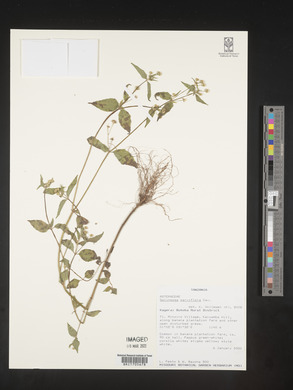 Galinsoga parviflora image