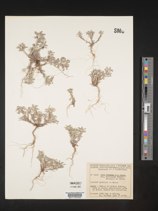 Filago pygmaea image
