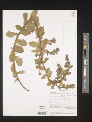 Sphaeranthus suaveolens image