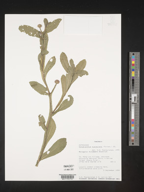 Sphaeranthus suaveolens image