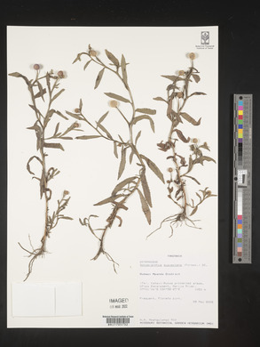 Sphaeranthus suaveolens image