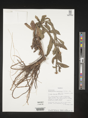 Sphaeranthus suaveolens image