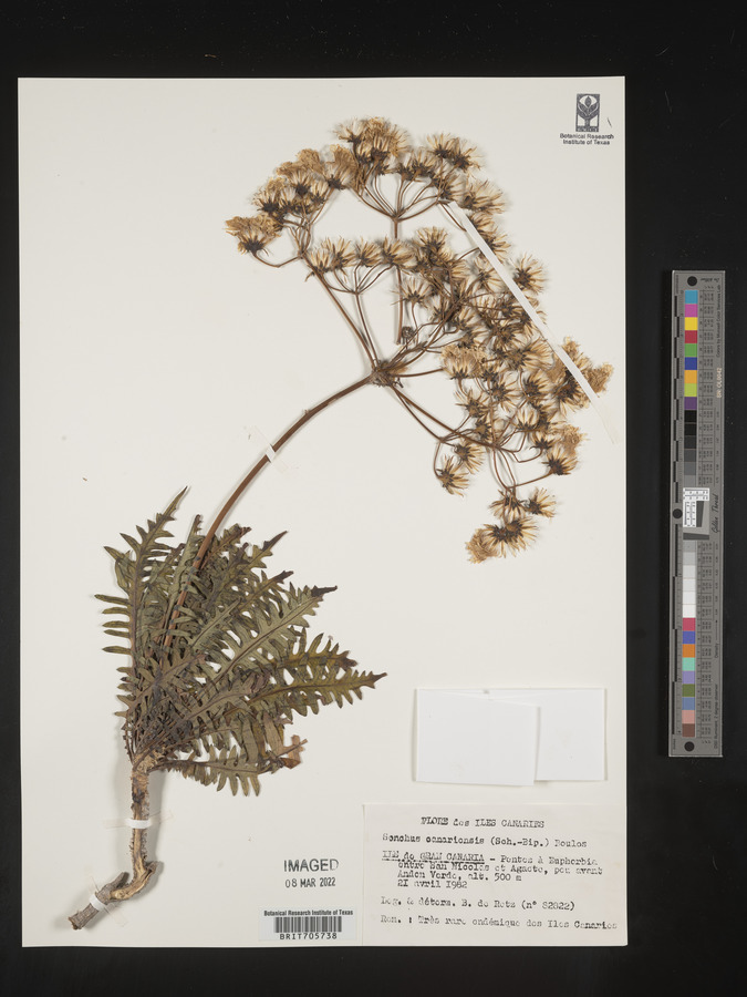 Sonchus canariensis image