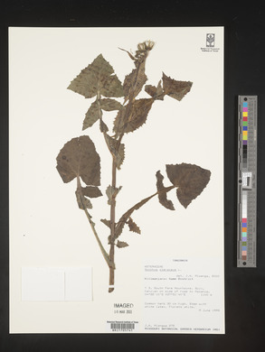 Sonchus oleraceus image