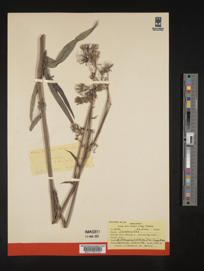 Sonchus schweinfurthii image