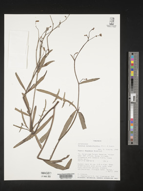 Sonchus schweinfurthii image