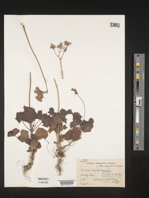 Senecio oxyriifolius image