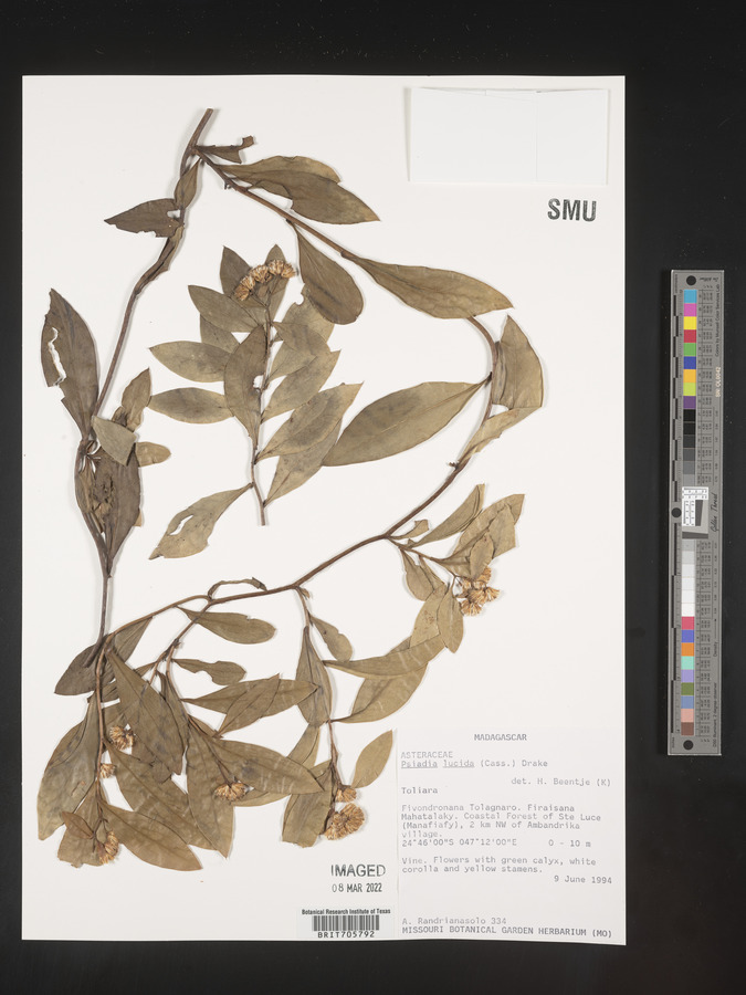 Psiadia lucida image