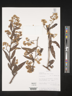 Psiadia lucida image