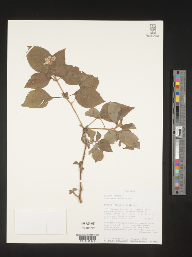 Impatiens acaulis image