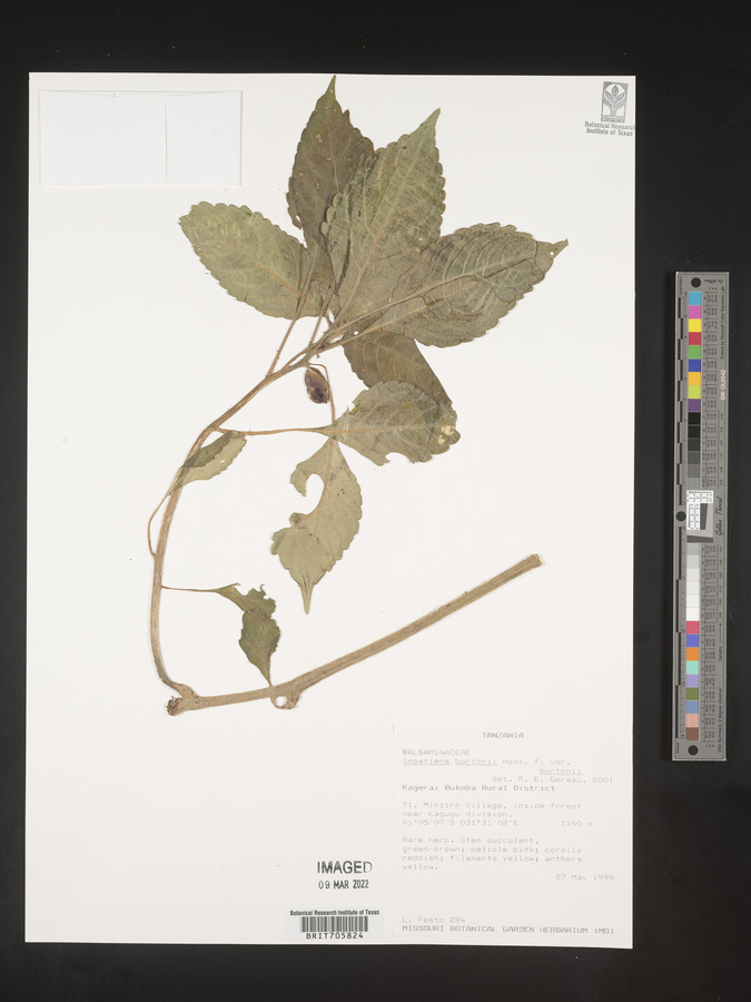 Impatiens burtonii image