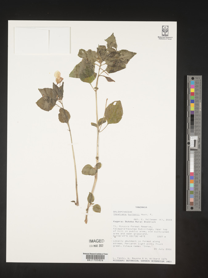 Impatiens burtonii image