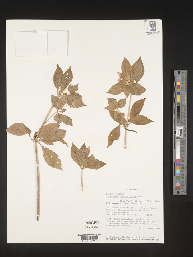 Impatiens raphidothrix image