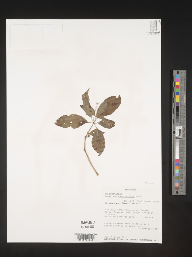 Impatiens raphidothrix image