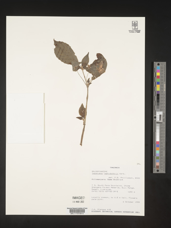 Impatiens raphidothrix image