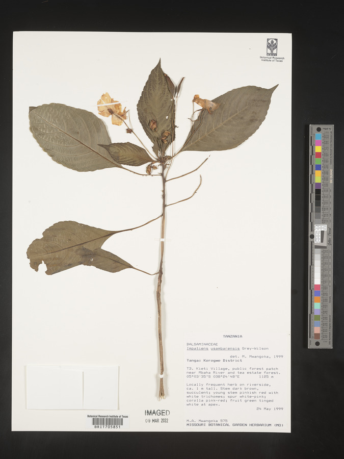 Impatiens usambarensis image