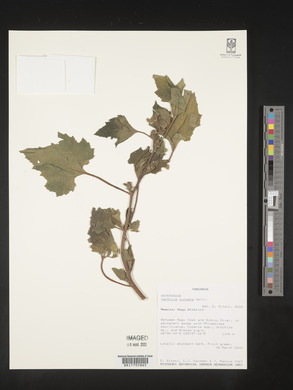 Xanthium strumarium image