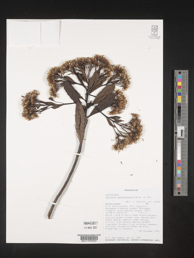 Gymnanthemum secundifolium image