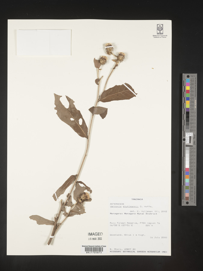 Vernonia stuhlmannii image