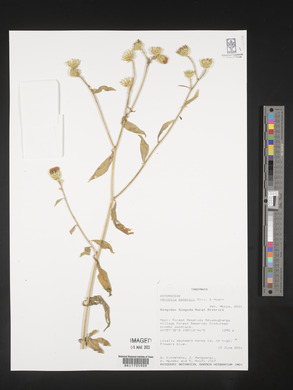 Vernoniastrum latifolium image