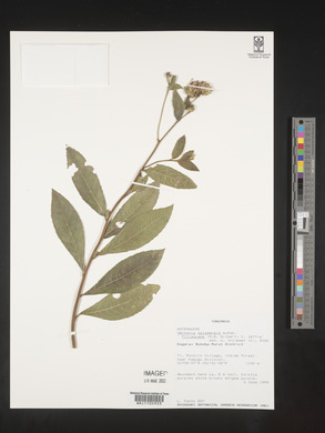 Vernonia galamensis subsp. filisquama image