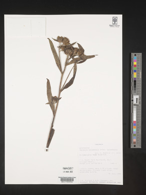 Vernonia galamensis subsp. galamensis image