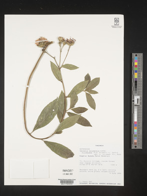 Vernonia galamensis subsp. filisquama image