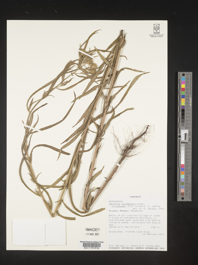 Vernonia galamensis subsp. filisquama image