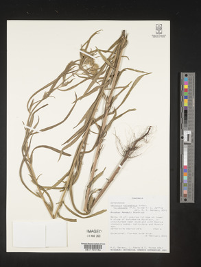 Vernonia galamensis image