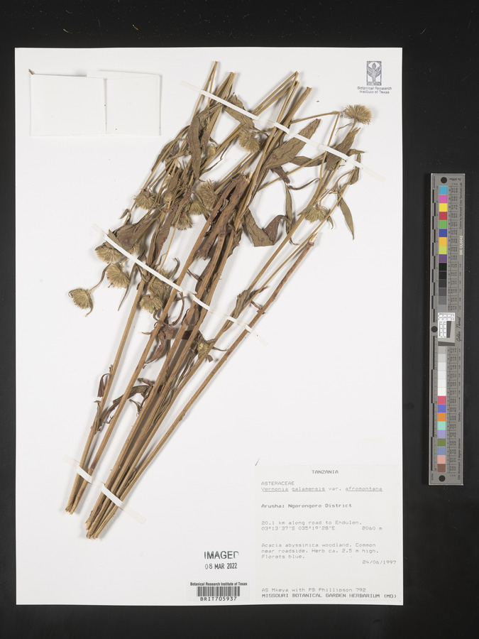 Vernonia galamensis subsp. afromontana image