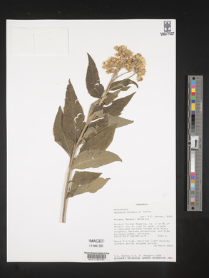 Vernonia holstii image