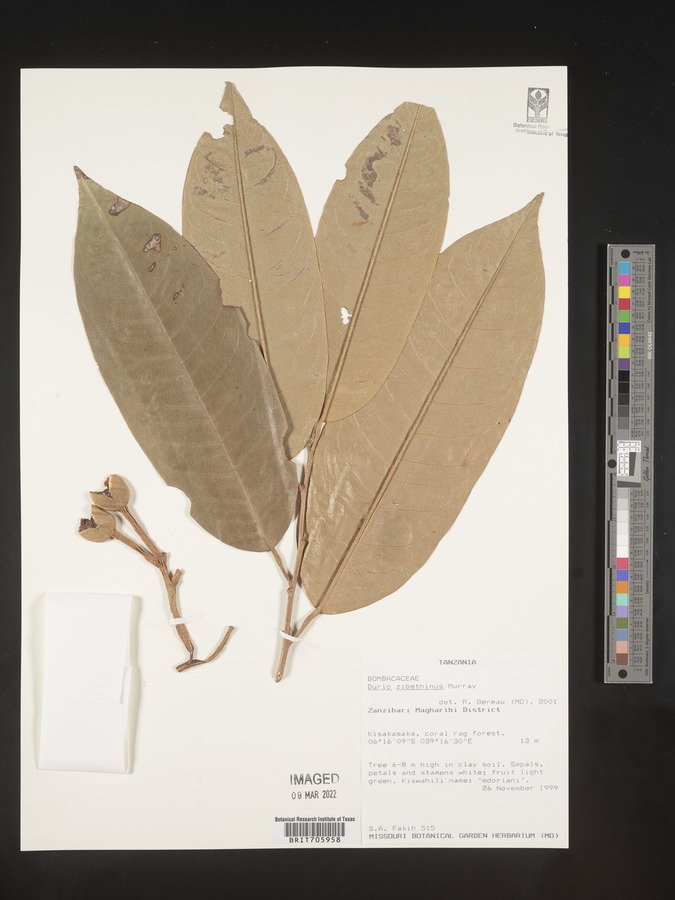 Durio image