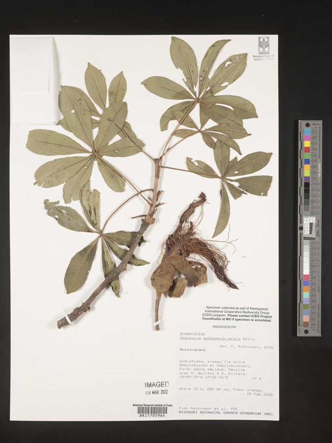 Adansonia madagascariensis image