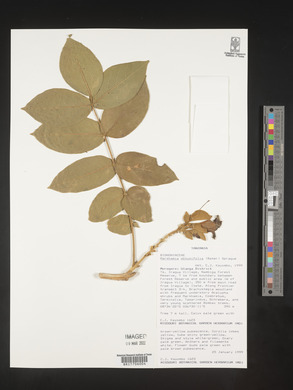 Markhamia obtusifolia image