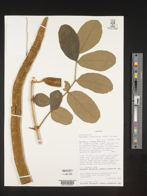 Markhamia obtusifolia image