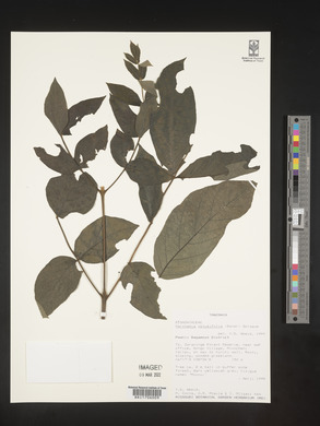 Markhamia obtusifolia image