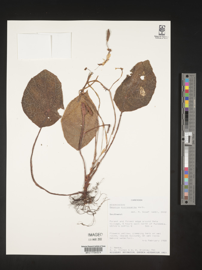 Begonia microsperma image