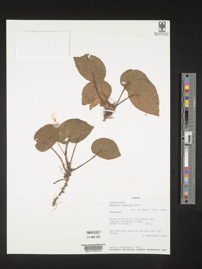 Begonia susaniae image