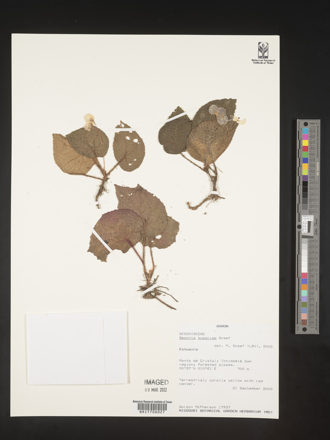 Begonia susaniae image