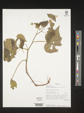 Image of Begonia wakefieldii