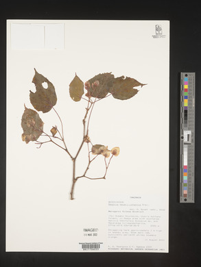 Begonia meyeri-johannis image