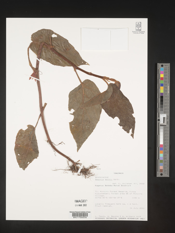 Begonia eminii image