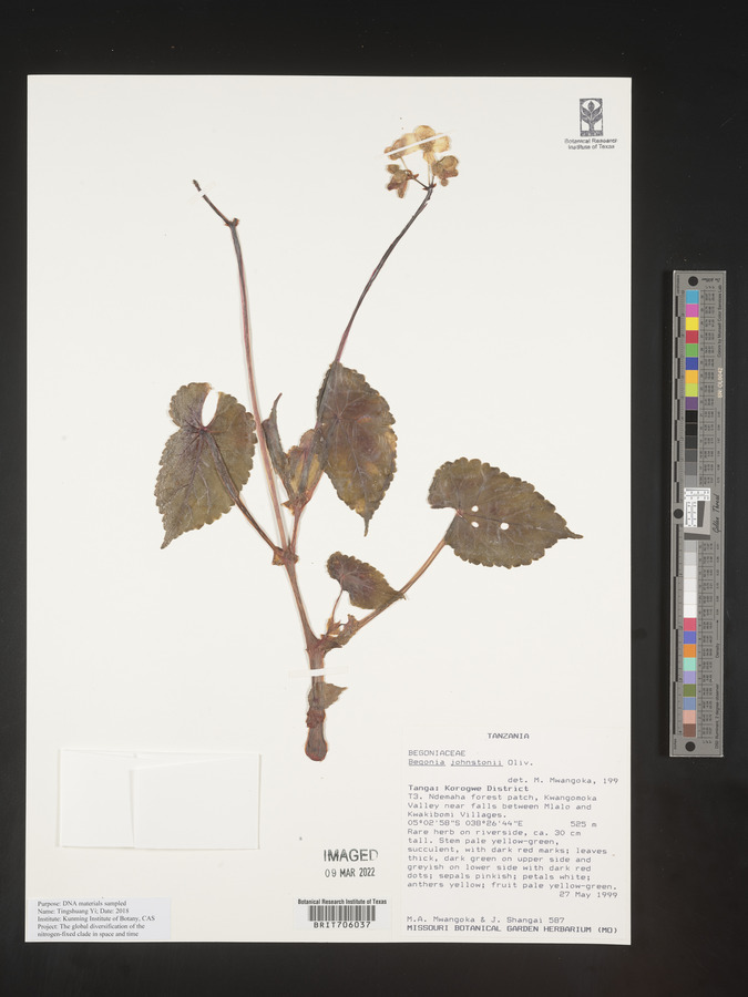 Begonia johnstonii image