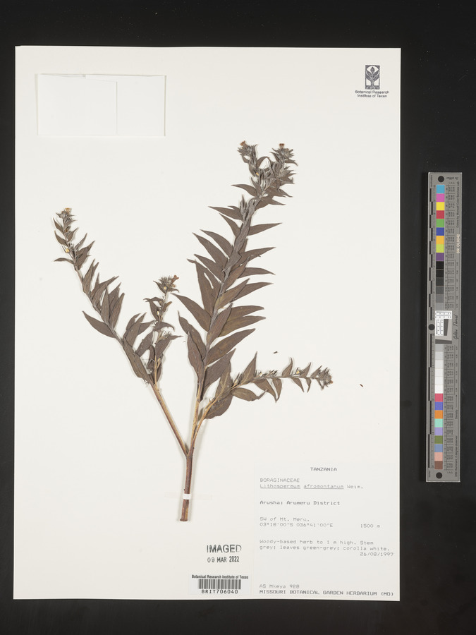 Lithospermum afromontanum image