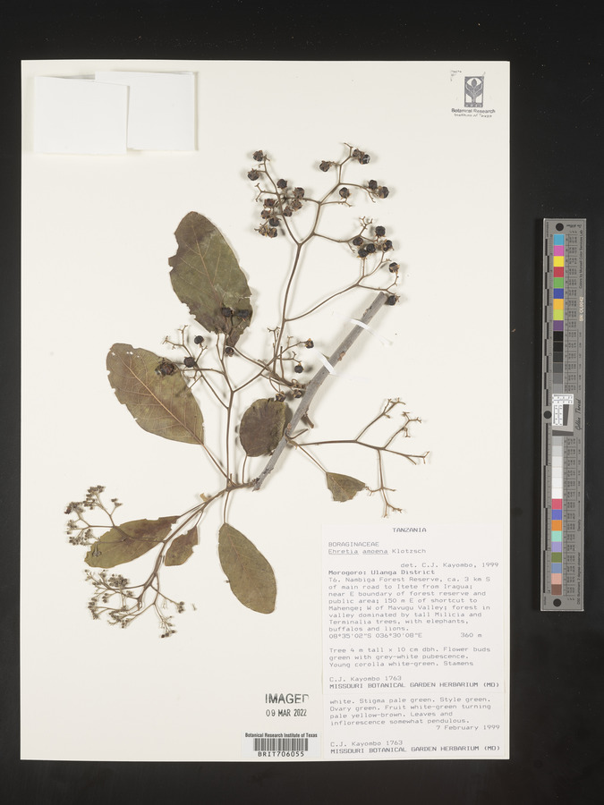 Ehretia amoena image