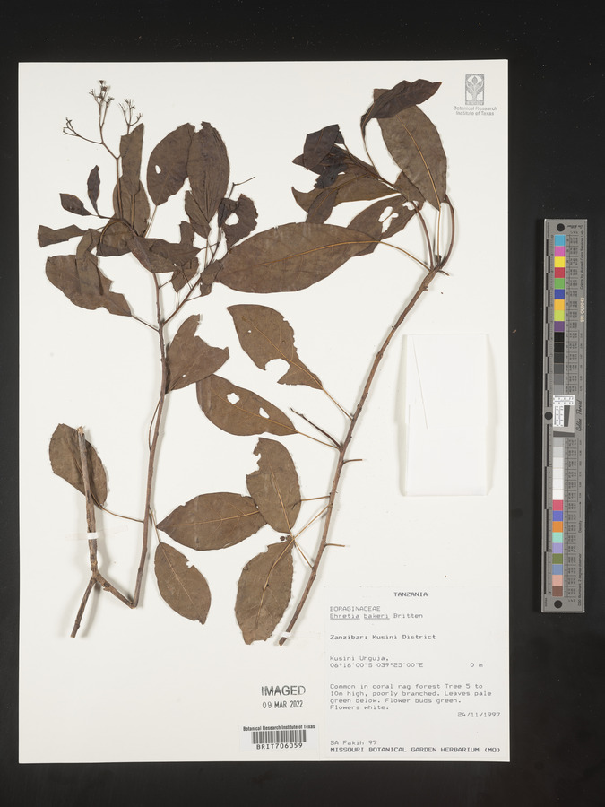 Ehretia bakeri image