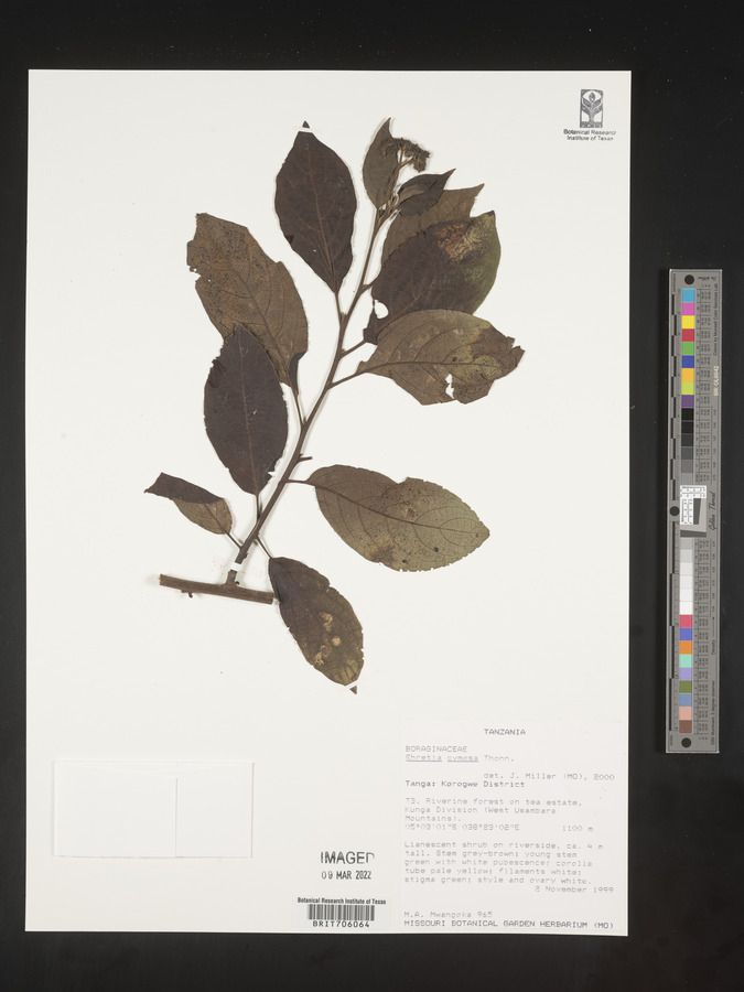 Ehretia cymosa image