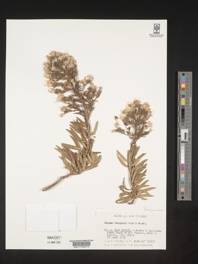Echium decaisnei image