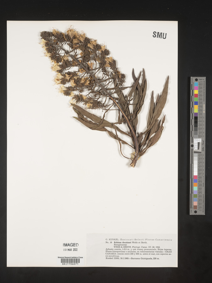 Echium decaisnei image